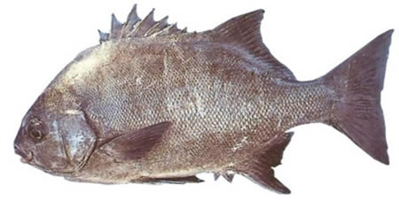 South Africa's National Fish